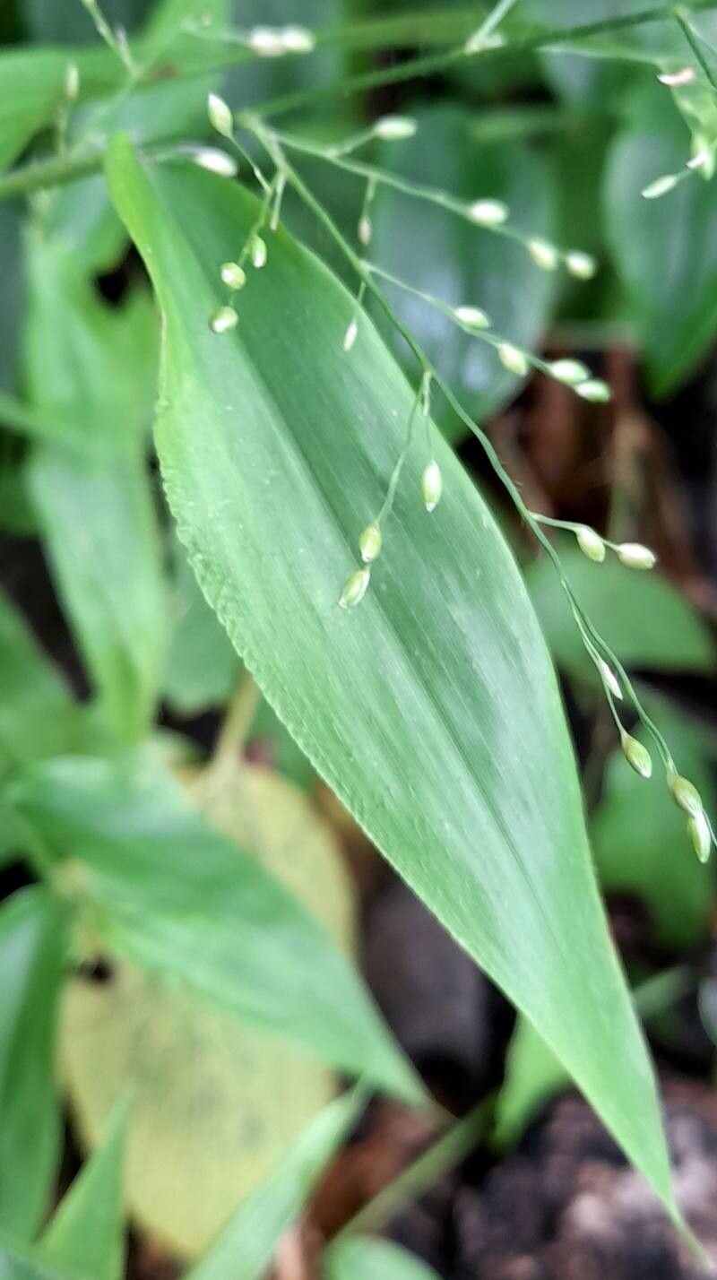 Pharus lappulaceus — houseplant care guide