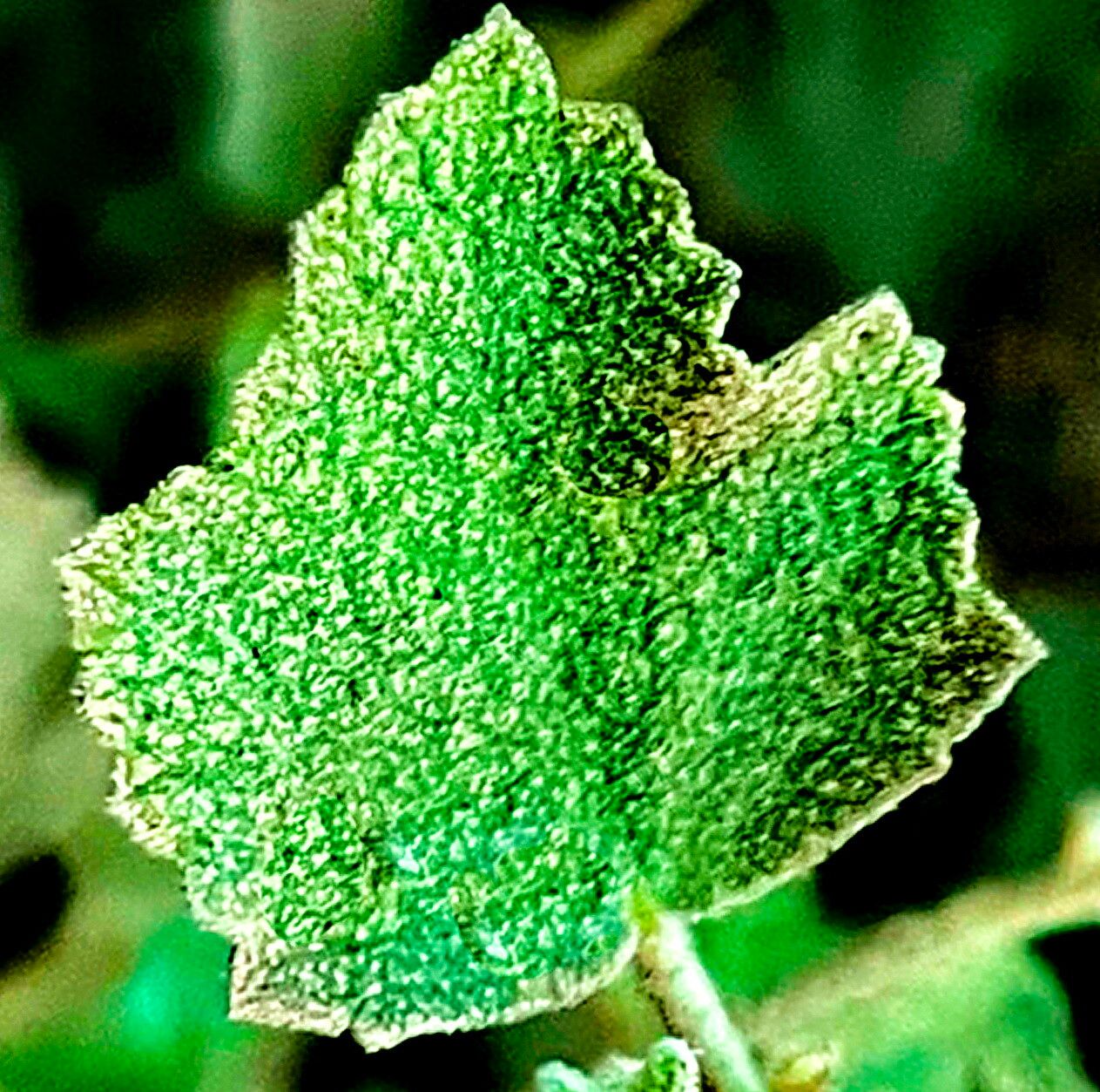 Malacothamnus foliosus — houseplant care guide