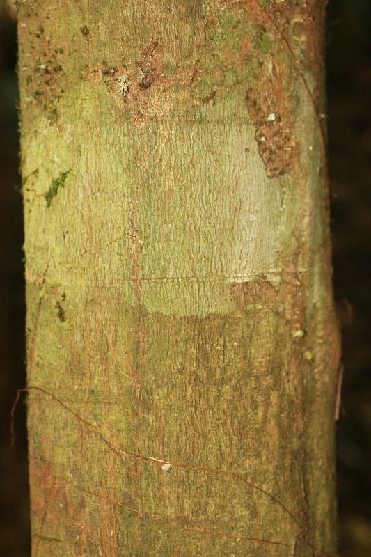 Protium apiculatum bark