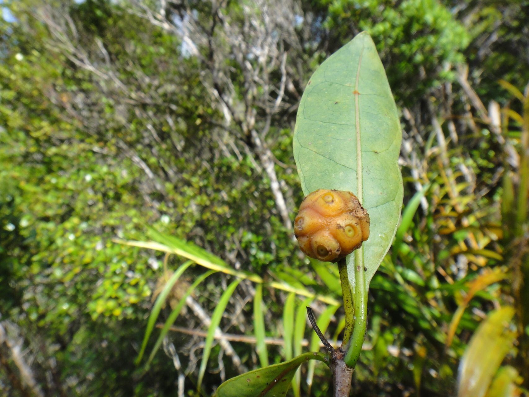 Gynochthodes candollei fruit