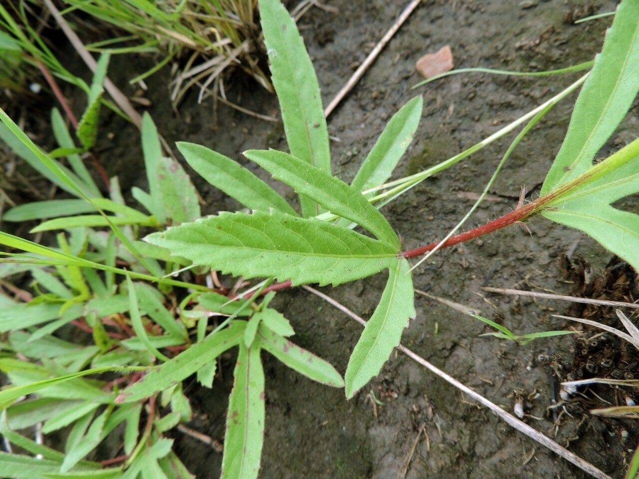 Hibiscus articulatus — search result for 'Hibiscus'