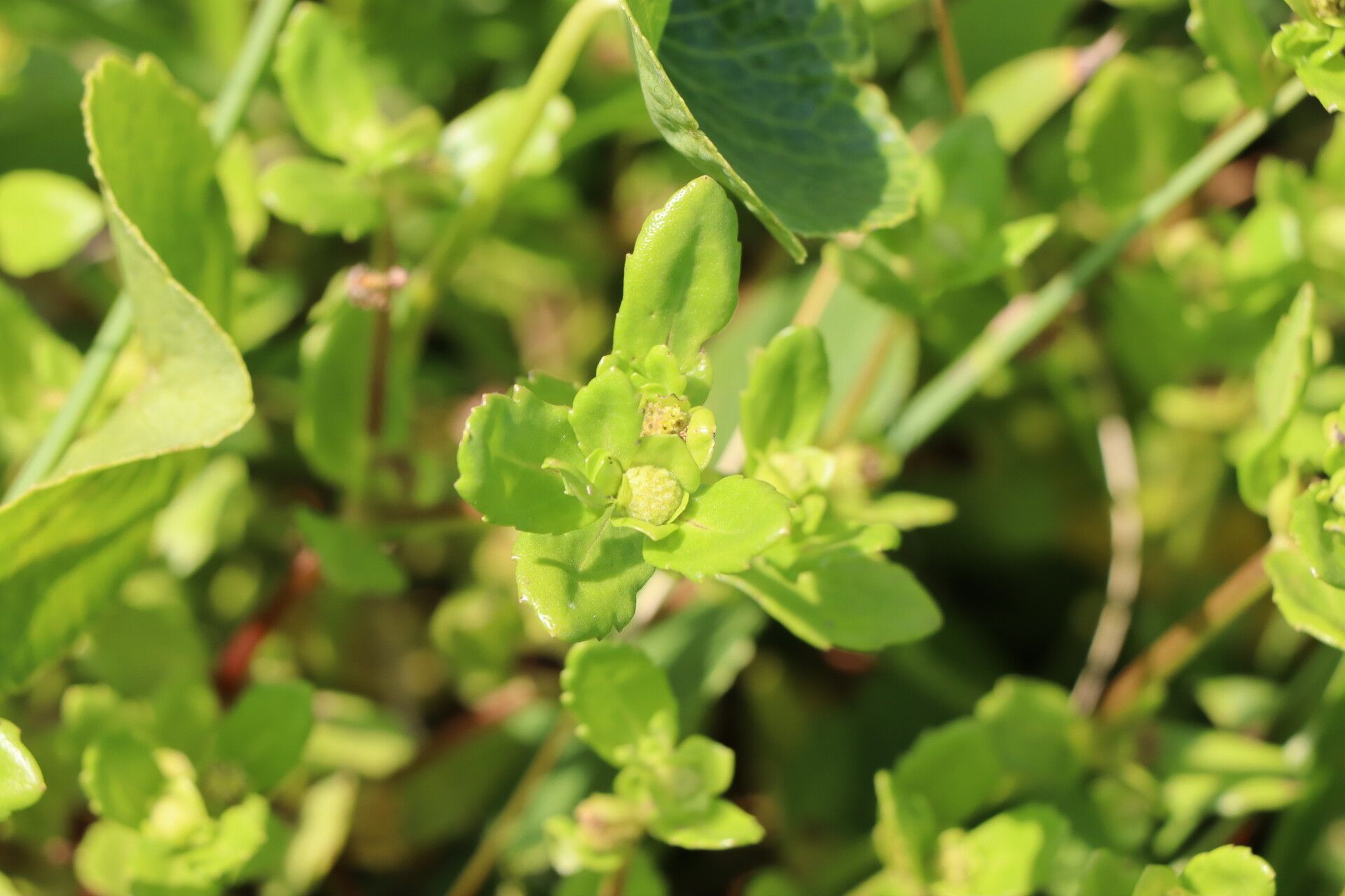 Enydra sessilis — related species from the same genus