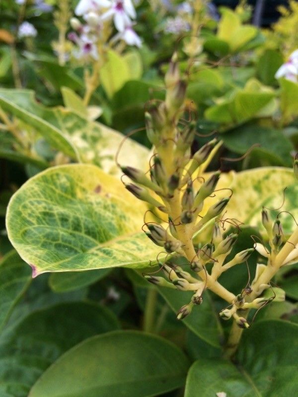 Pseuderanthemum carruthersii fruit
