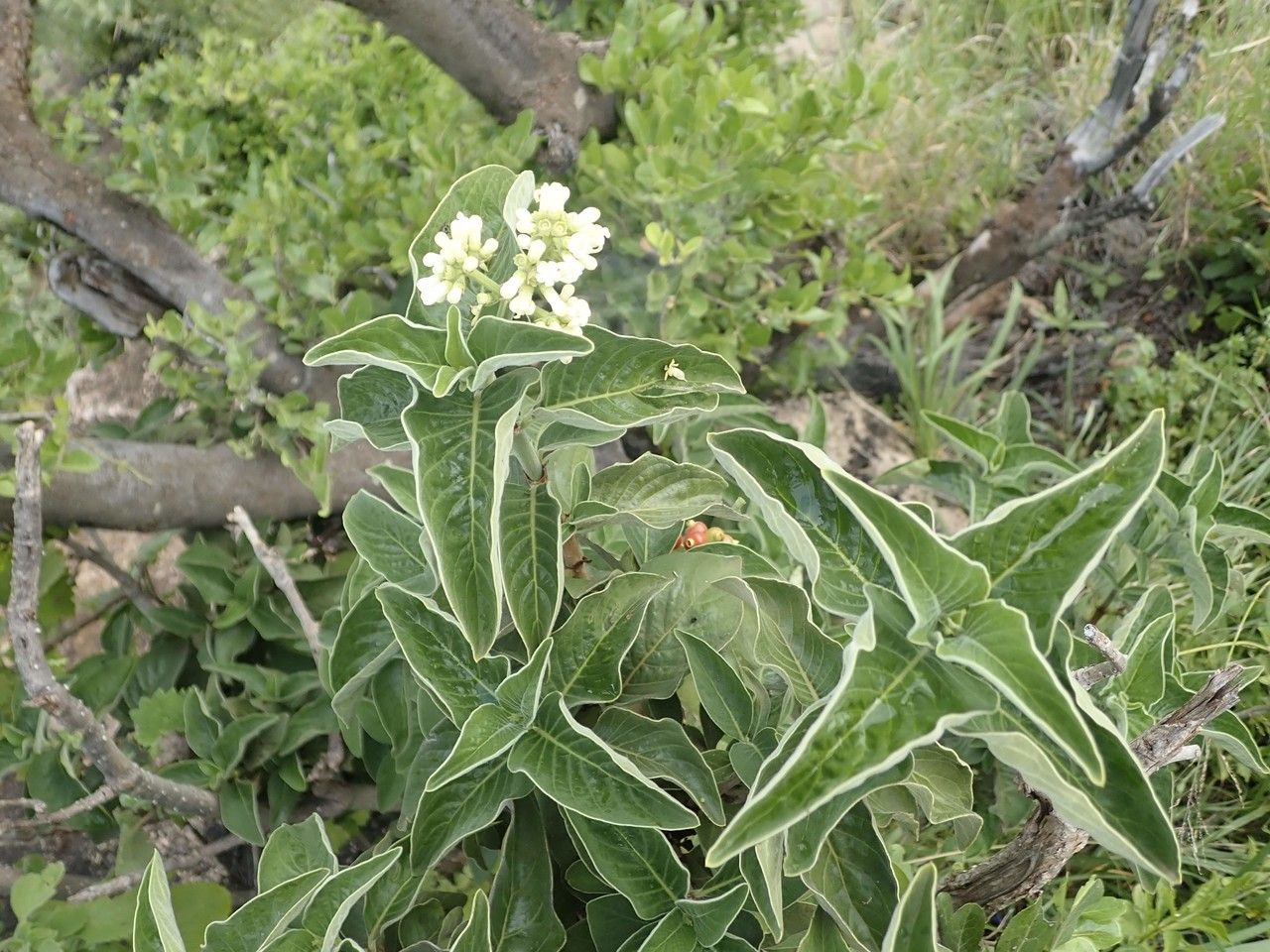 Psychotria kirkii flower