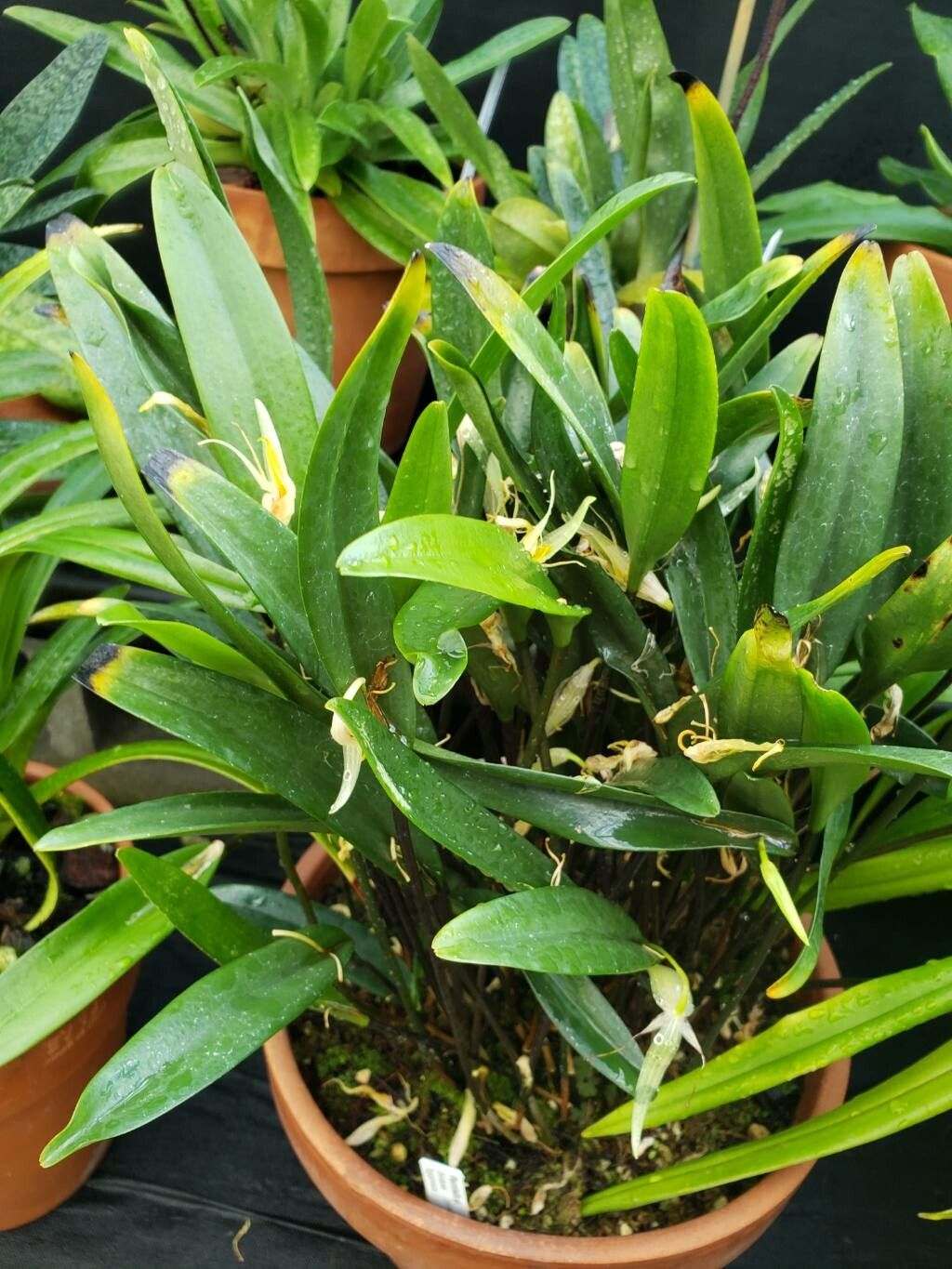 Pleurothallis saueri habit