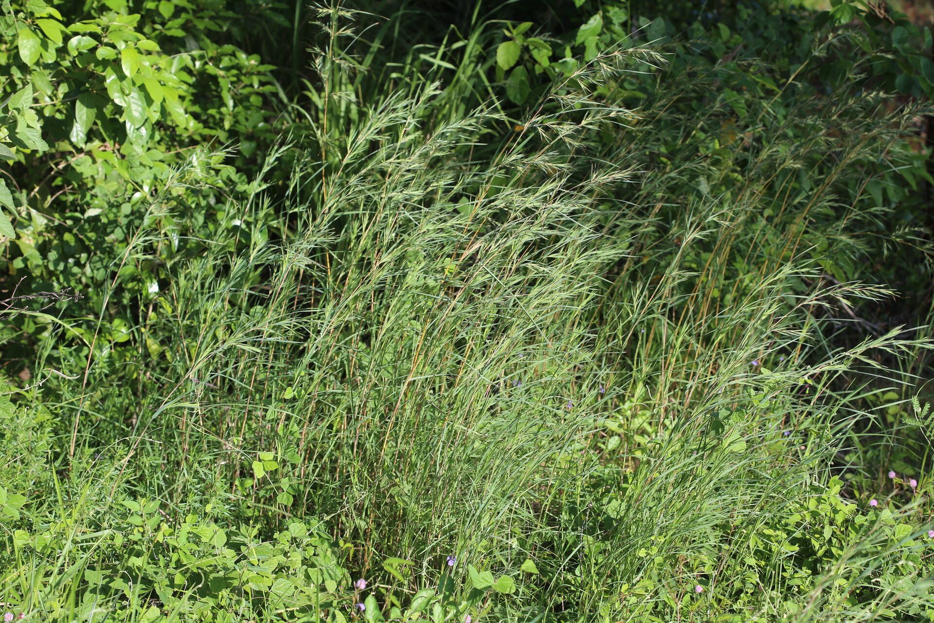 Themeda quadrivalvis habit