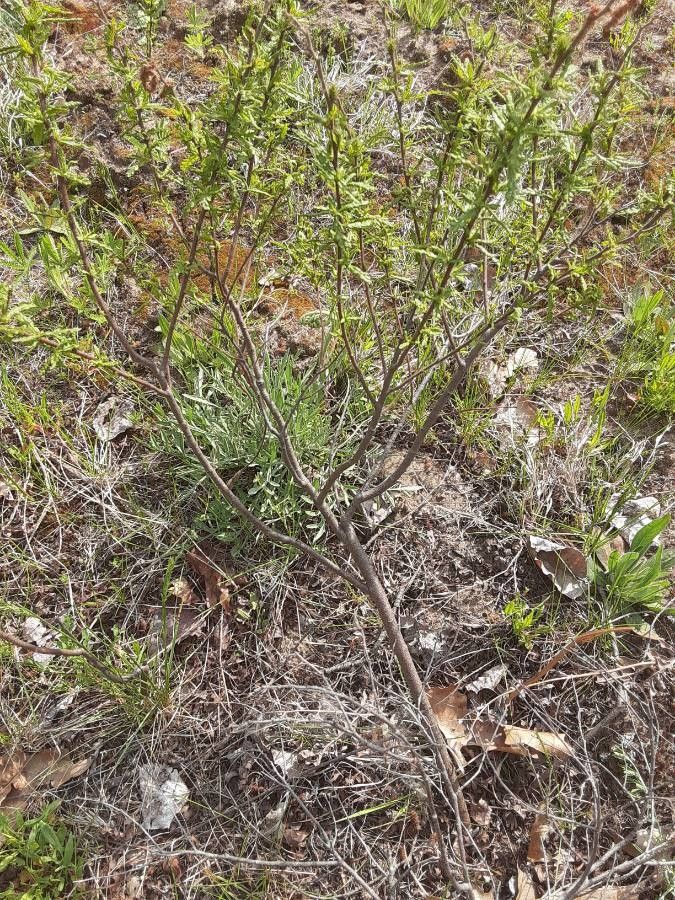 Comptonia peregrina bark