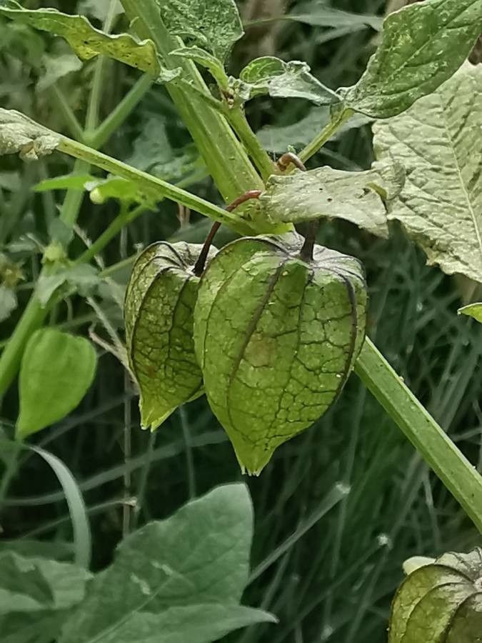 Physalis minima fruit