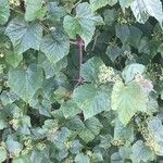 Ampelopsis glandulosa