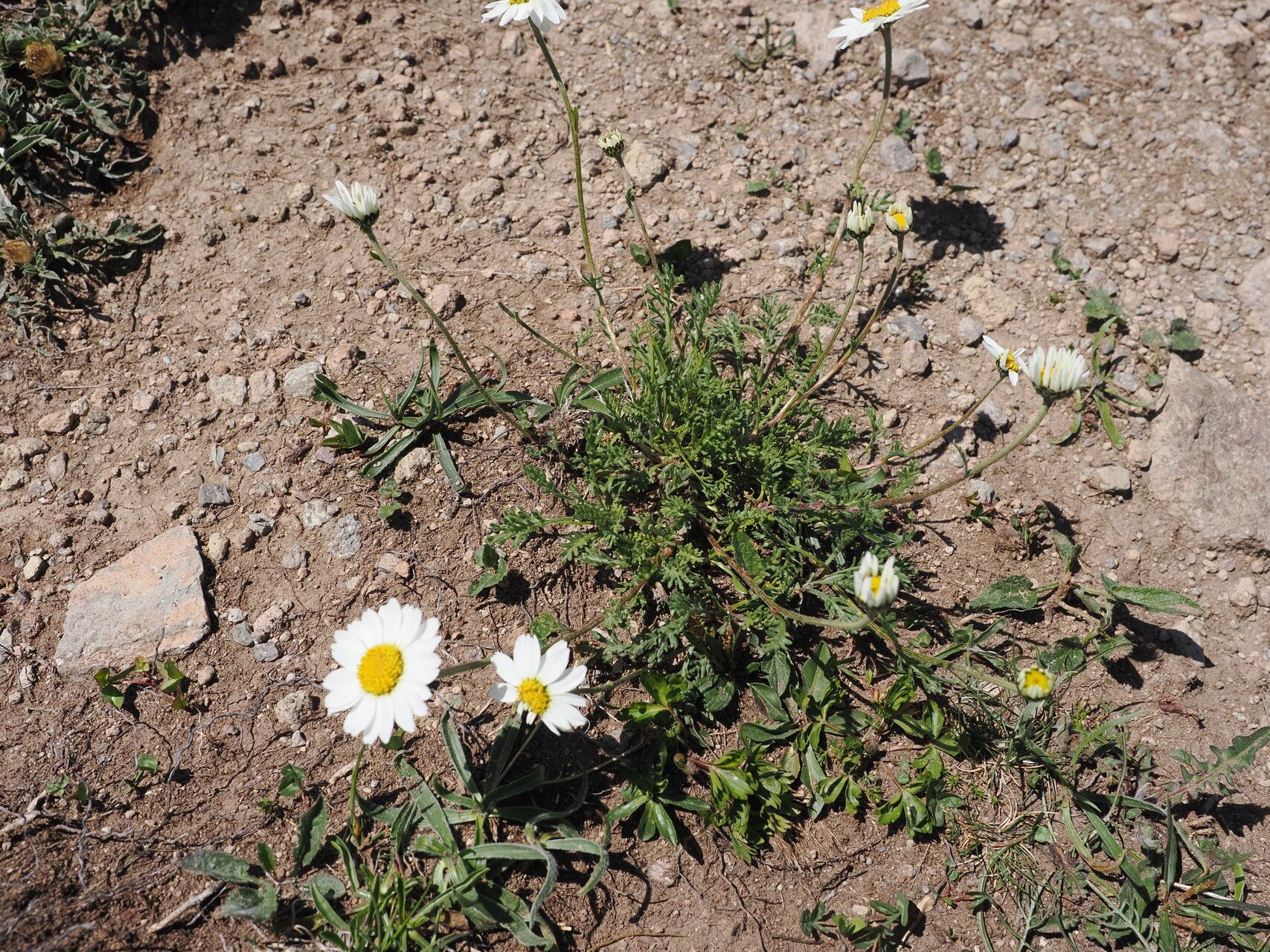 Tripleurospermum caucasicum habit