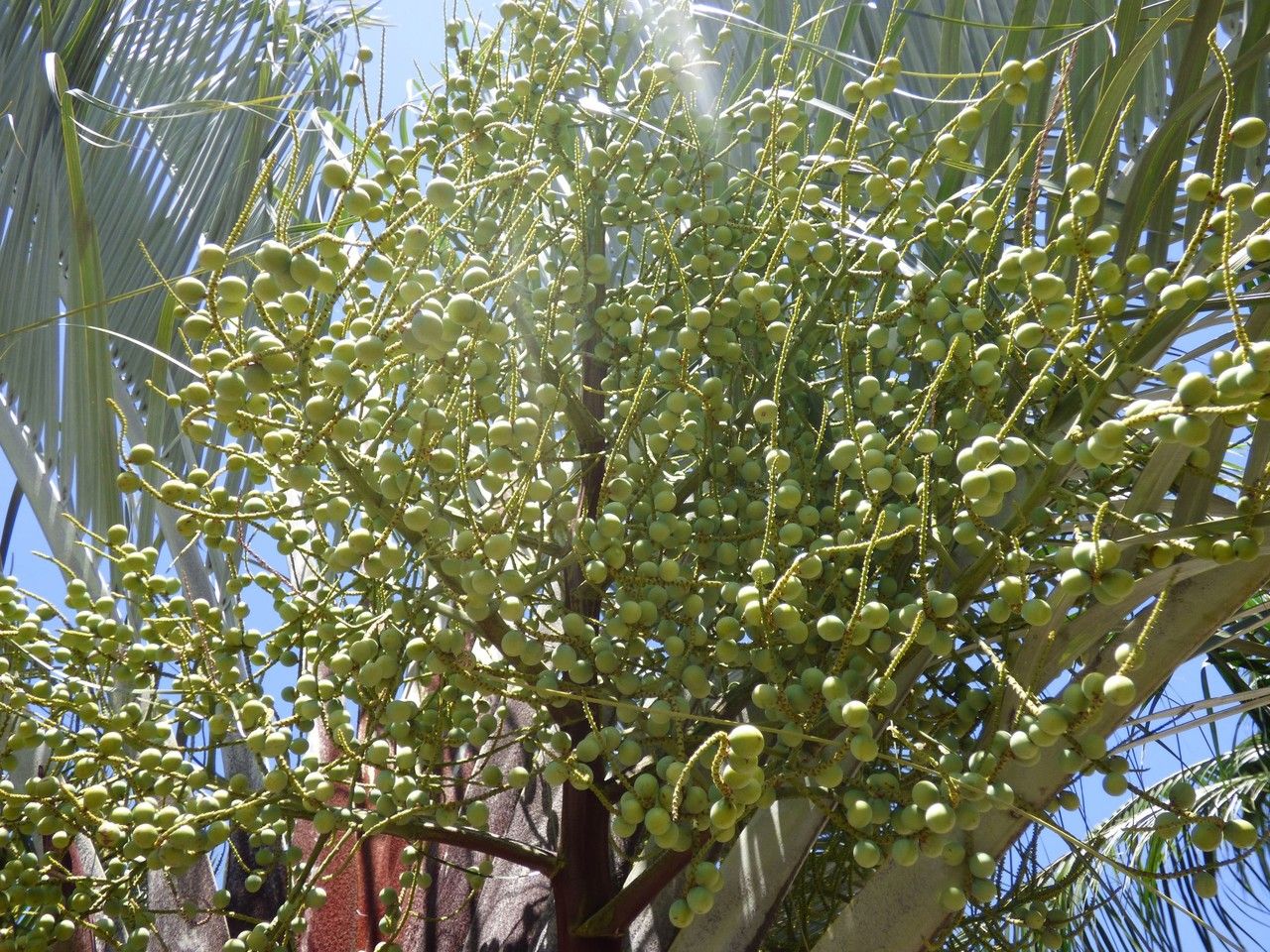 Dypsis decaryi fruit