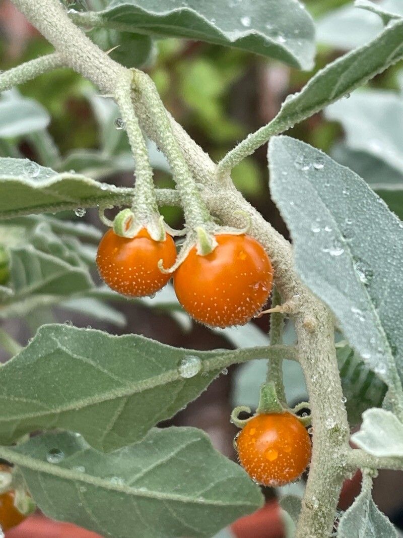 Solanum burchellii fruit