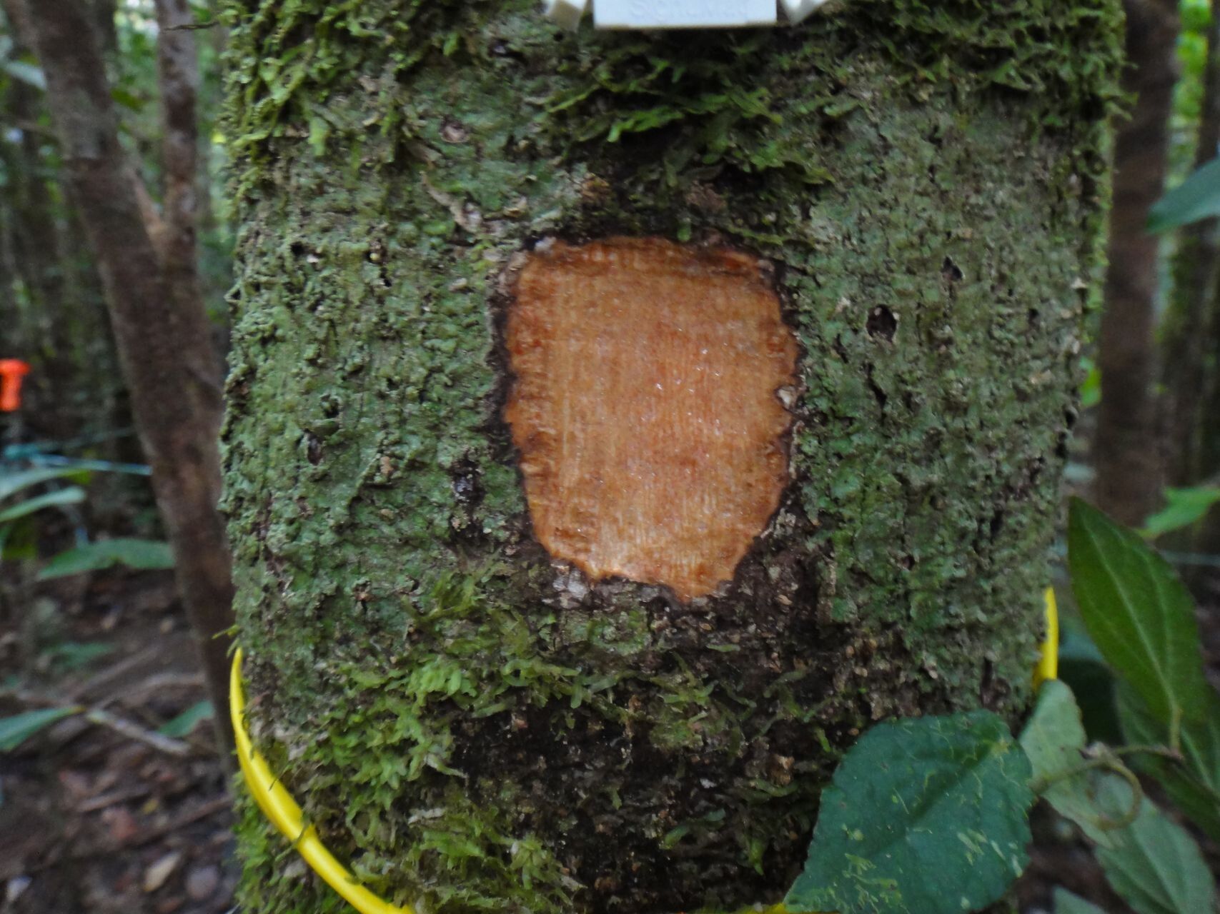 Plerandra leptophylla bark