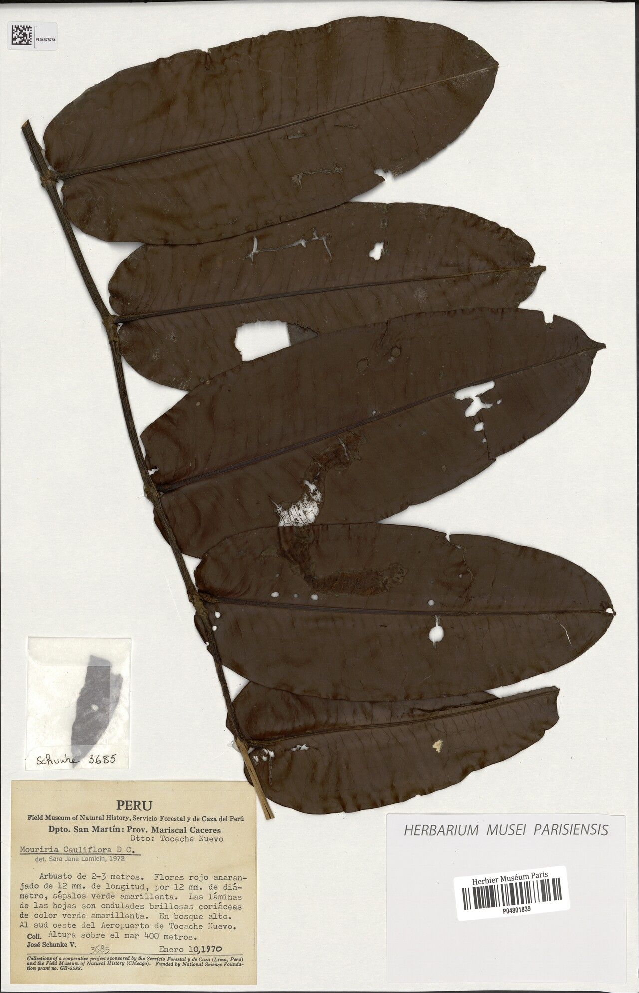 Mouriri cauliflora — search result for 'Mouriri'