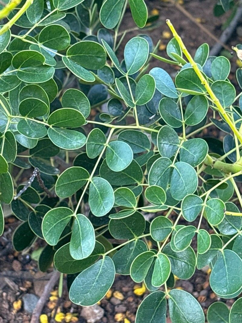 Caesalpinia vesicaria — search result for 'Caesalpinia'