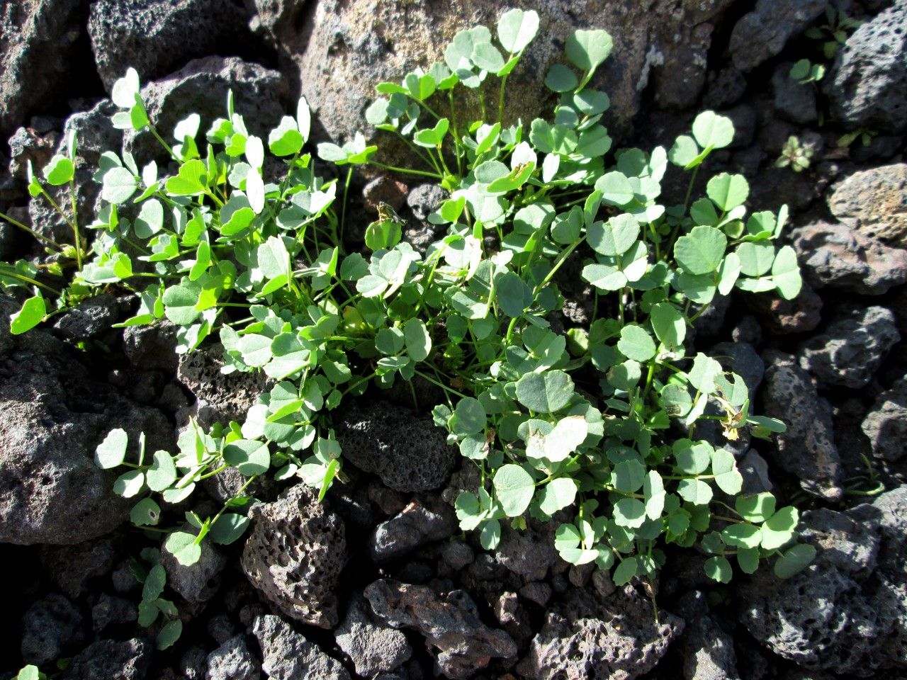Trigonella stellata habit
