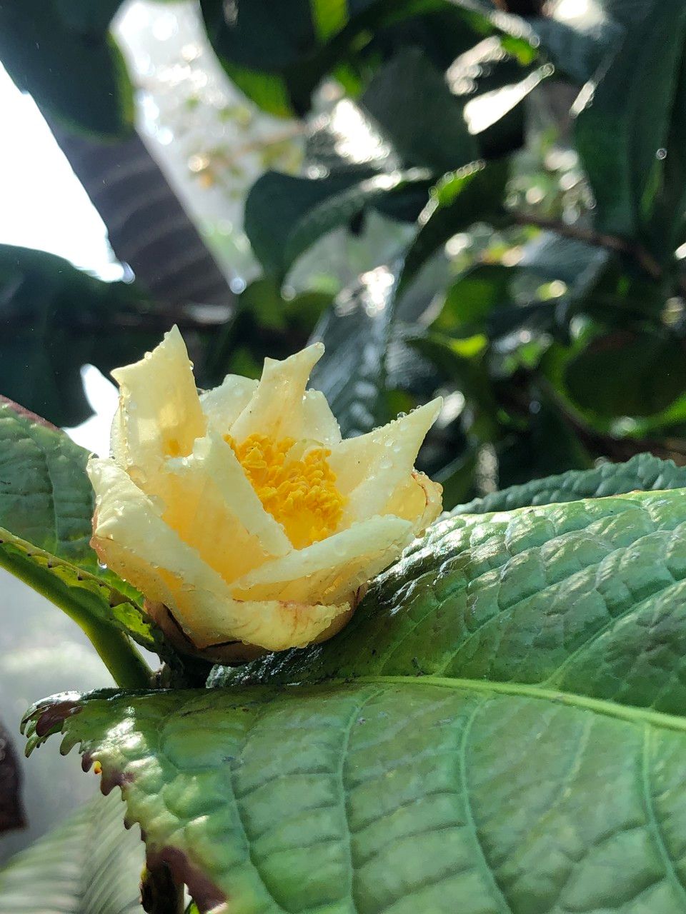 Camellia petelotii flower