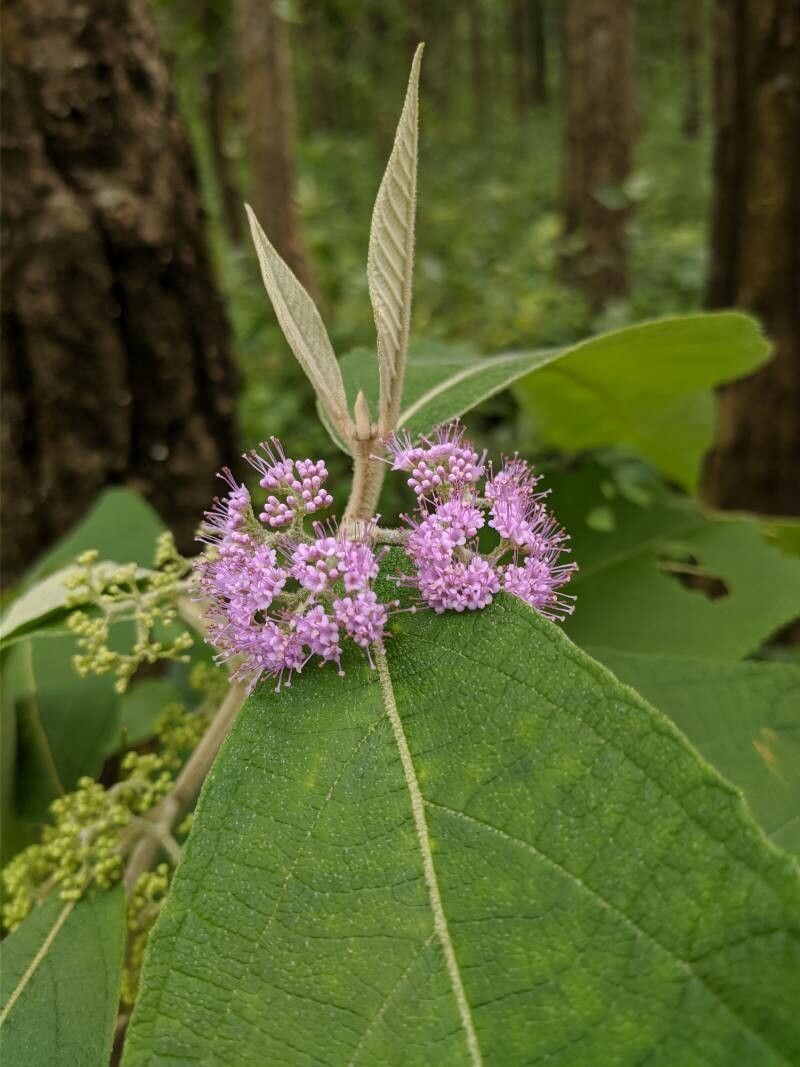Callicarpa macrophylla flower
