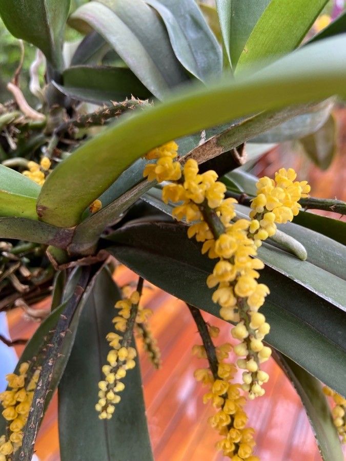 Camaridium anceps — related species from the same genus