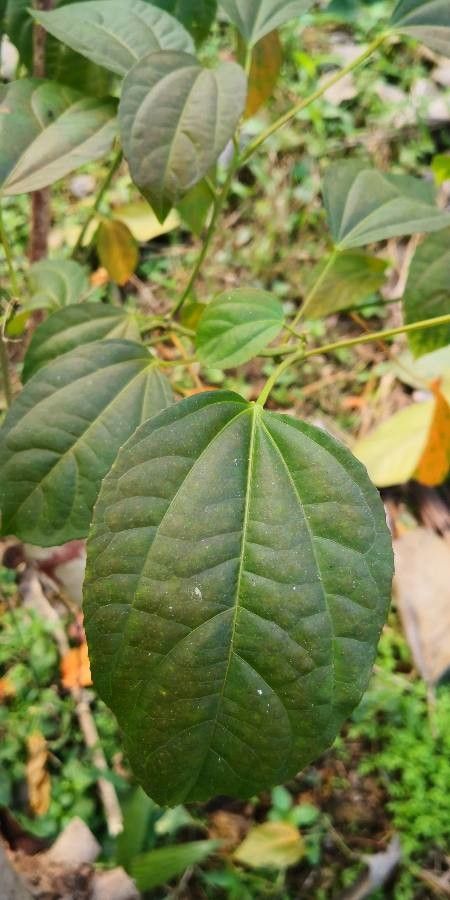 Croton tiglium — search result for 'Bangladesh'
