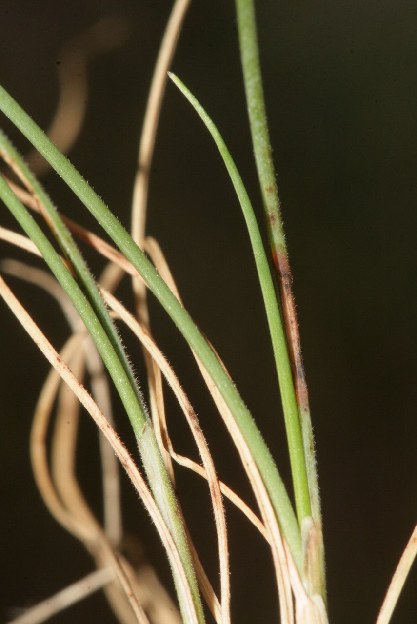 Festuca occitanica leaf