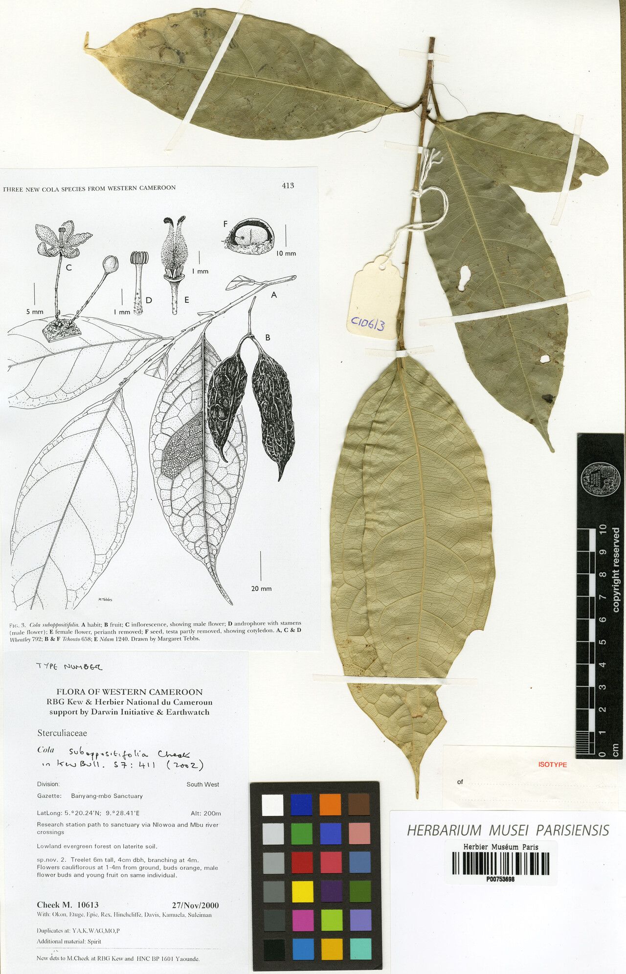 Cola suboppositifolia — houseplant care guide