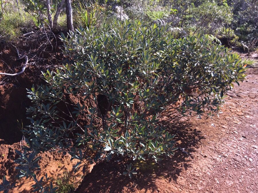Tristaniopsis glauca habit