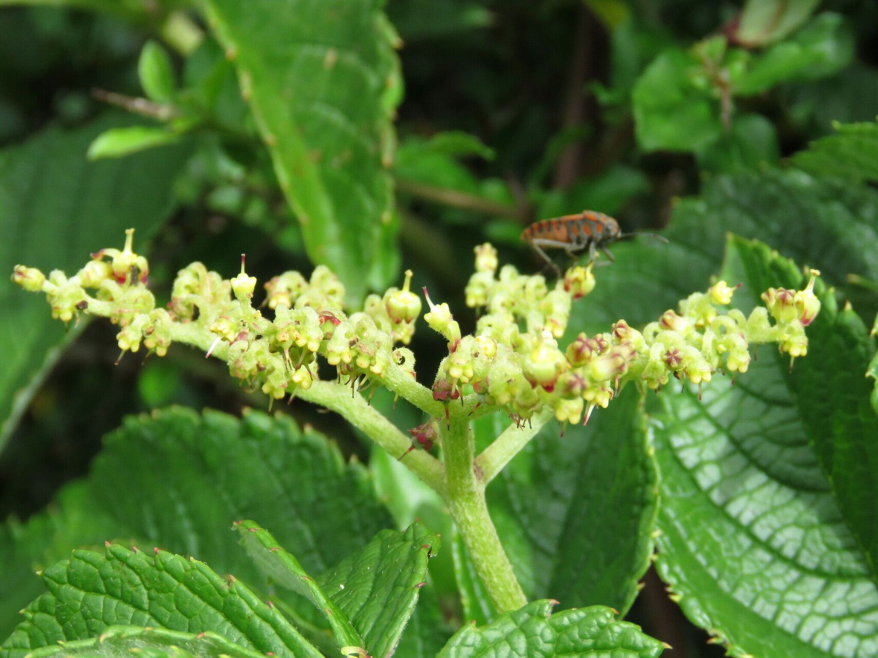 Cyphostemma vandenbrandeanum flower