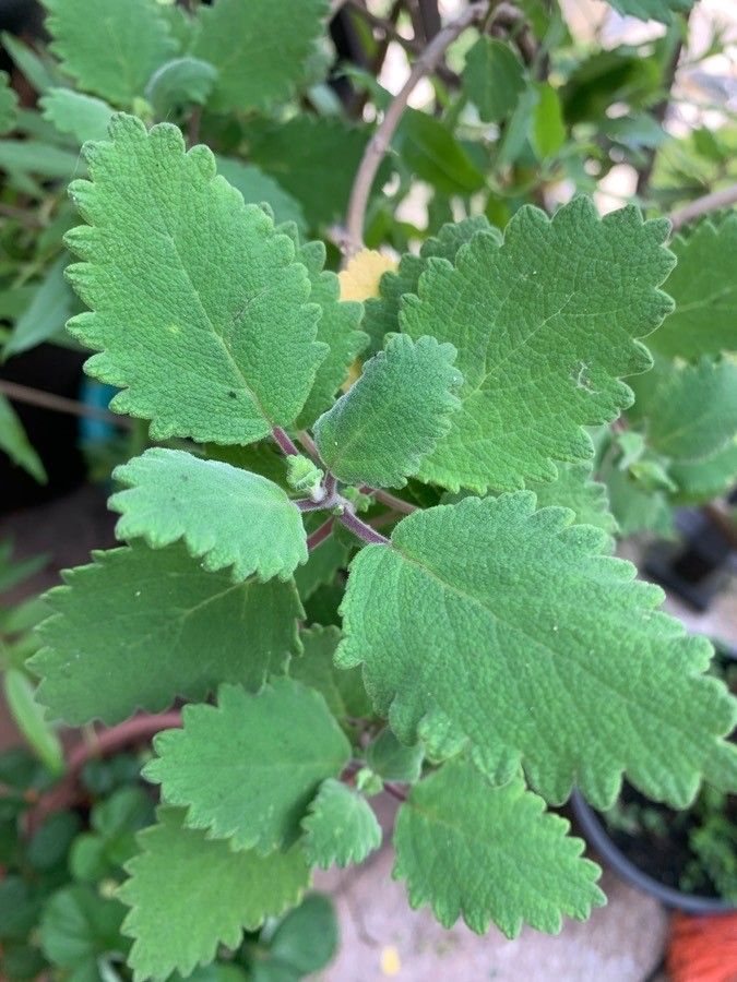 Commiphora myrrha — search result for 'Oman'