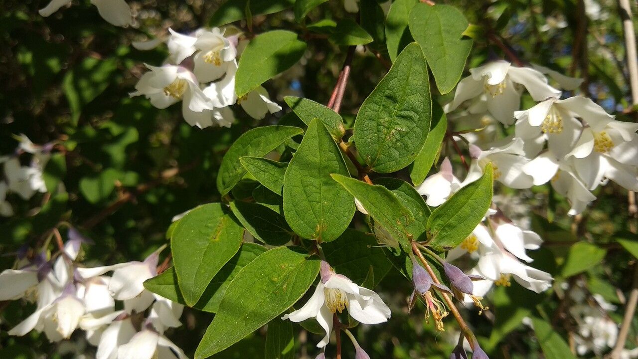 Philadelphus calvescens