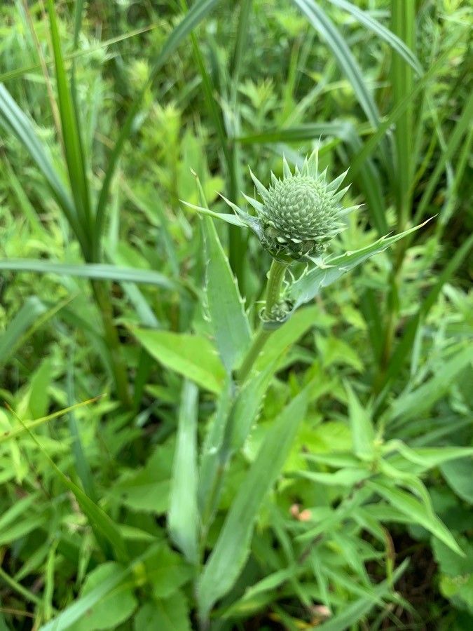 Eryngium aquaticum fruit