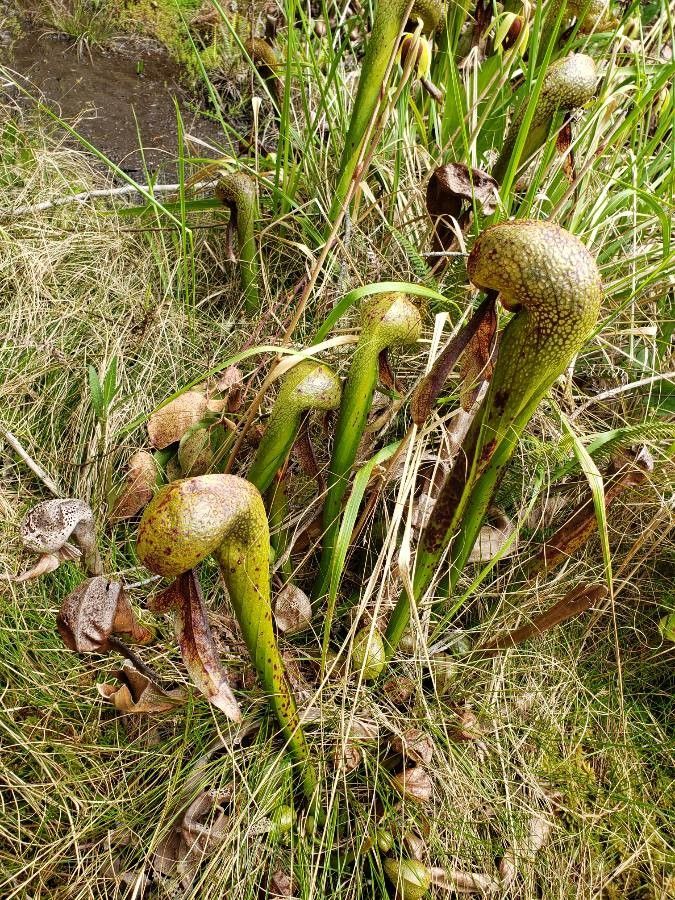 Darlingtonia californica flower
