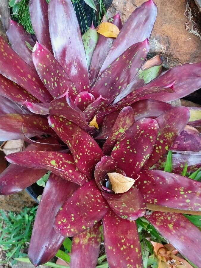Neoregelia marmorata flower