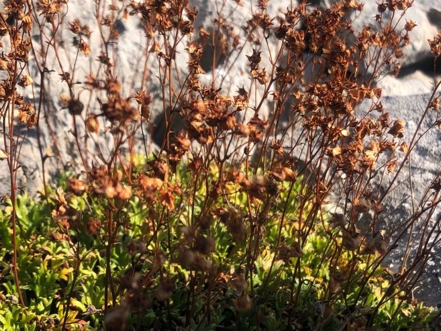 Saxifraga trifurcata flower