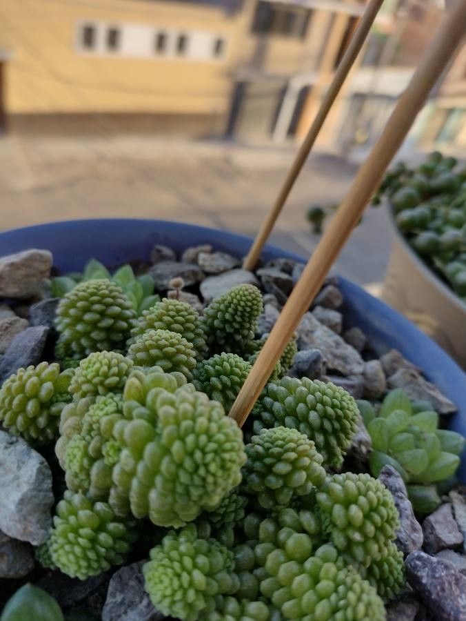 Monanthes polyphylla habit