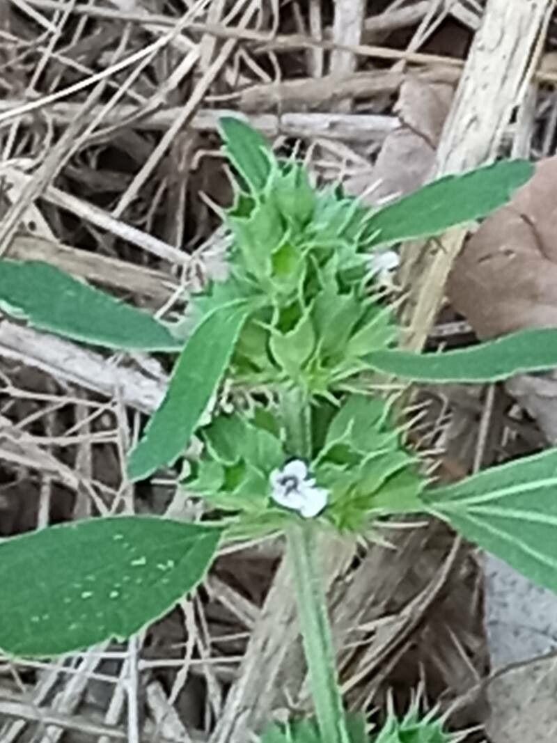 Chaiturus marrubiastrum flower