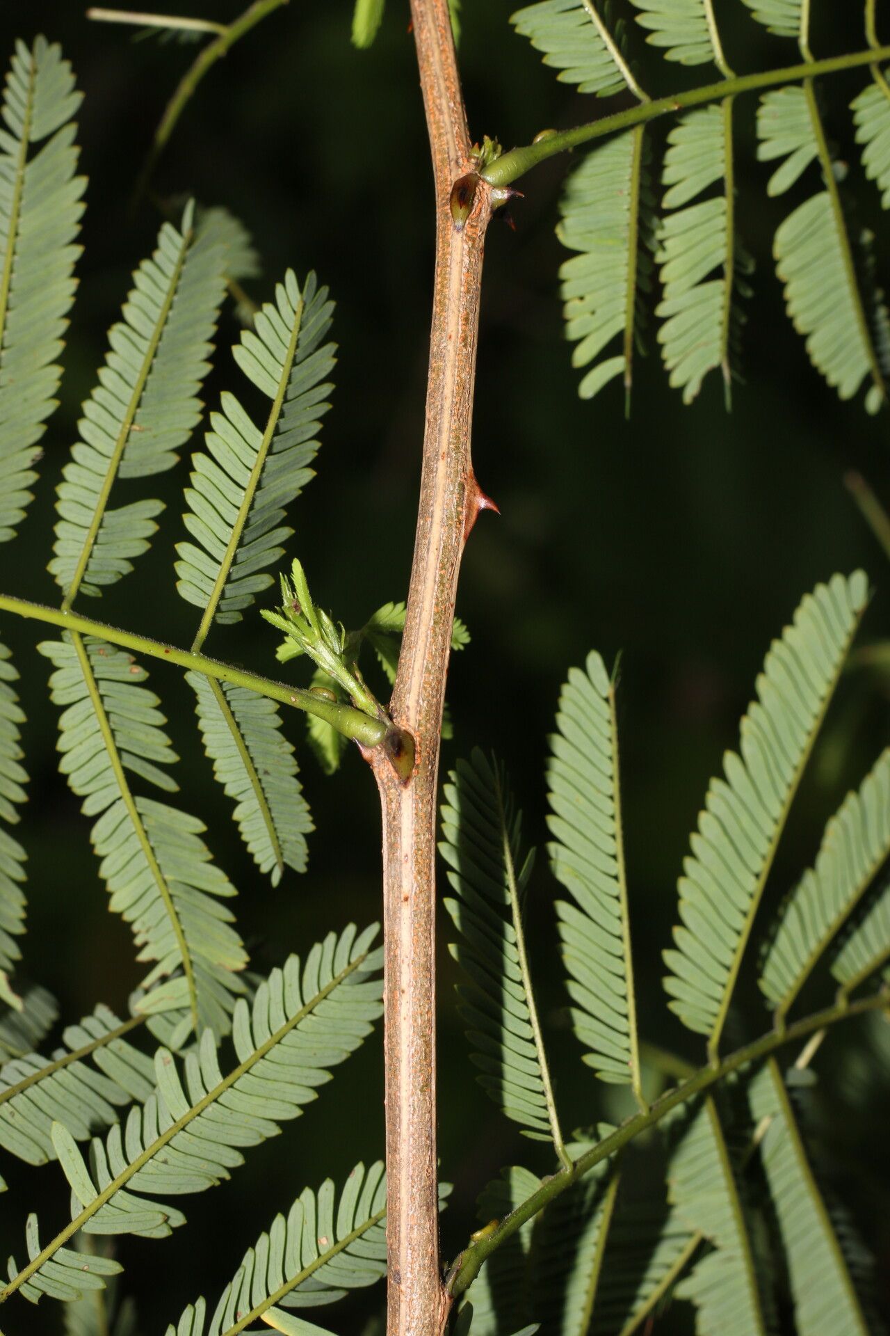 Piptadenia flava leaf