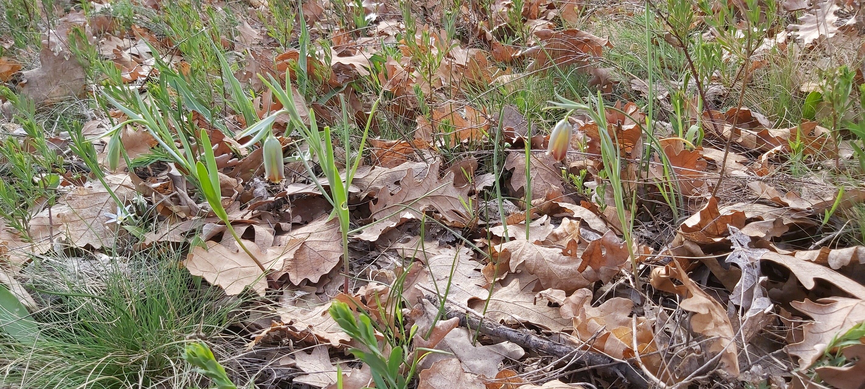 Fritillaria stribrnyi habit