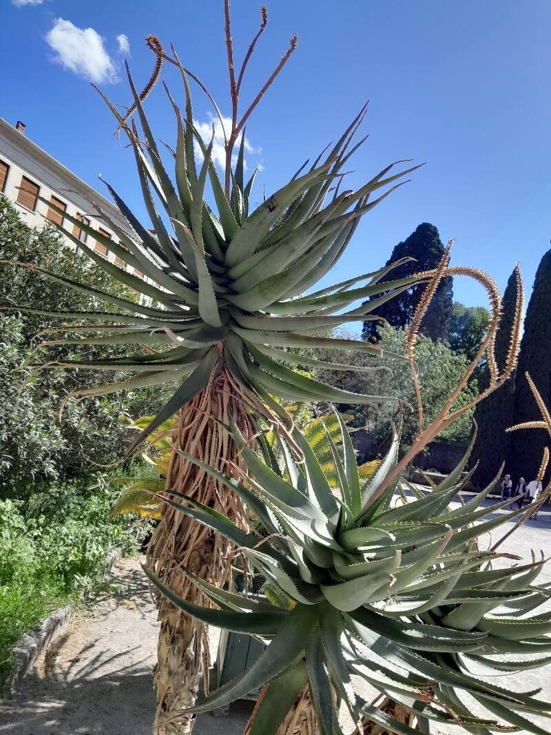 Aloe × caesia habit