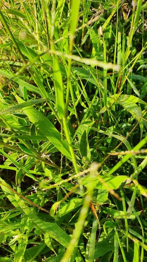 Enneapogon desvauxii leaf