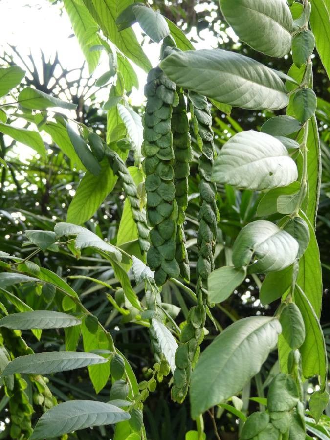 Phyllodium pulchellum — houseplant care guide