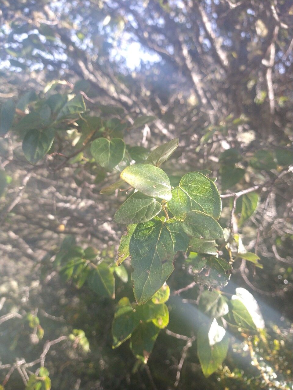 Vallea stipularis leaf
