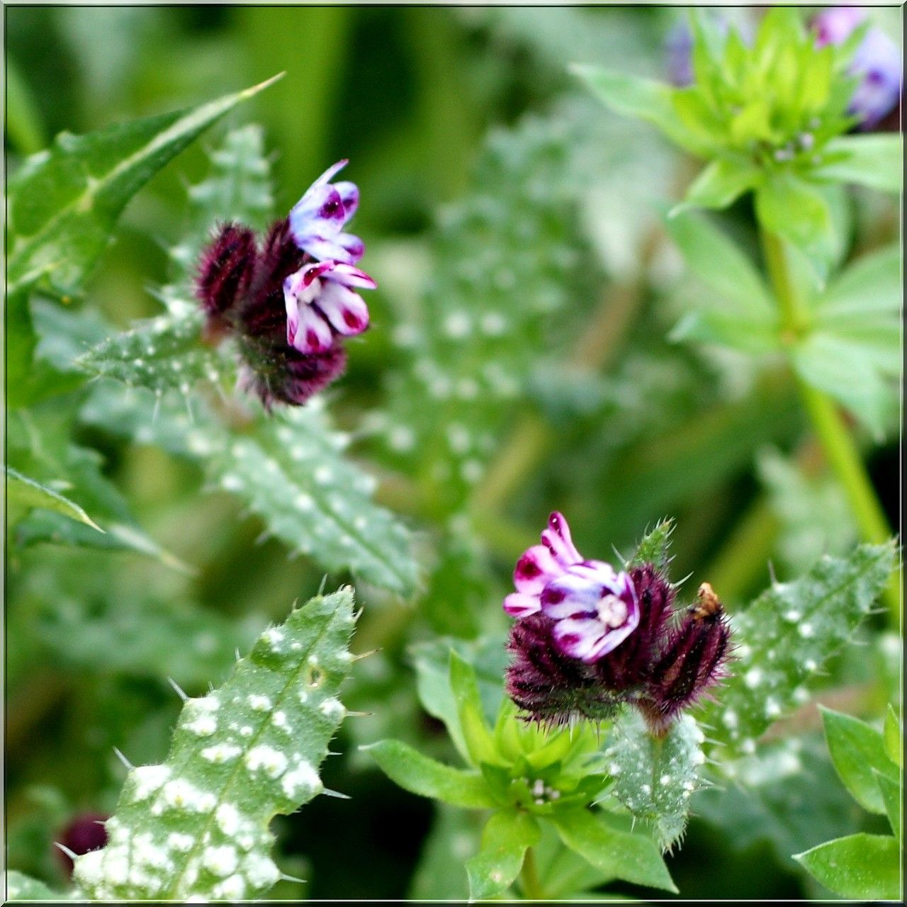 Anchusa variegata flower