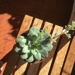 Echeveria elegans