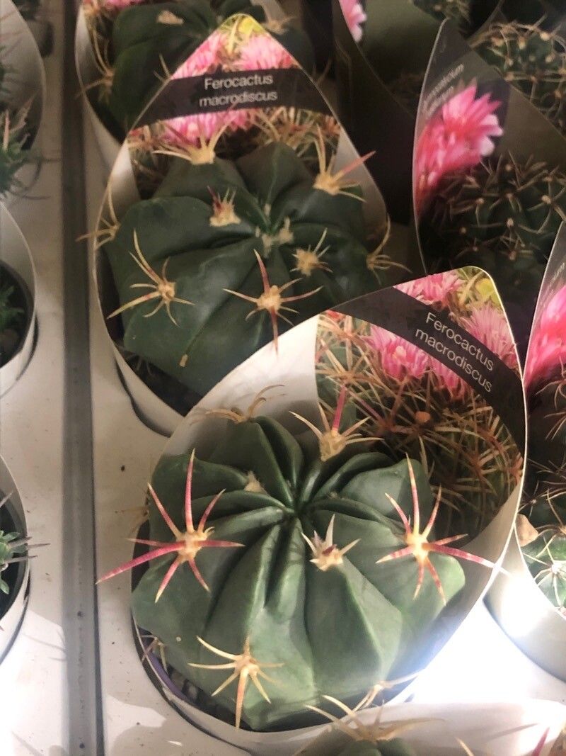 Ferocactus macrodiscus — houseplant care guide