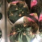 Ferocactus macrodiscus