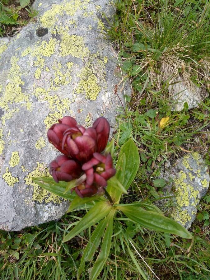 Gentiana purpurea flower