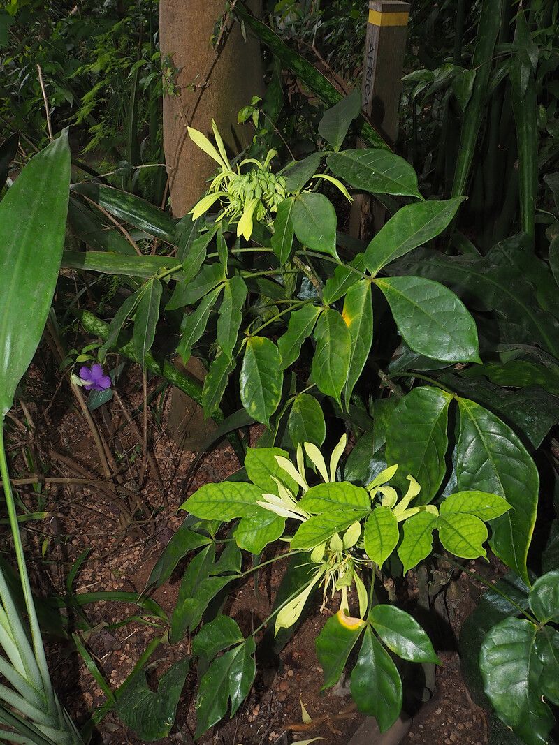 Crateva eminens habit