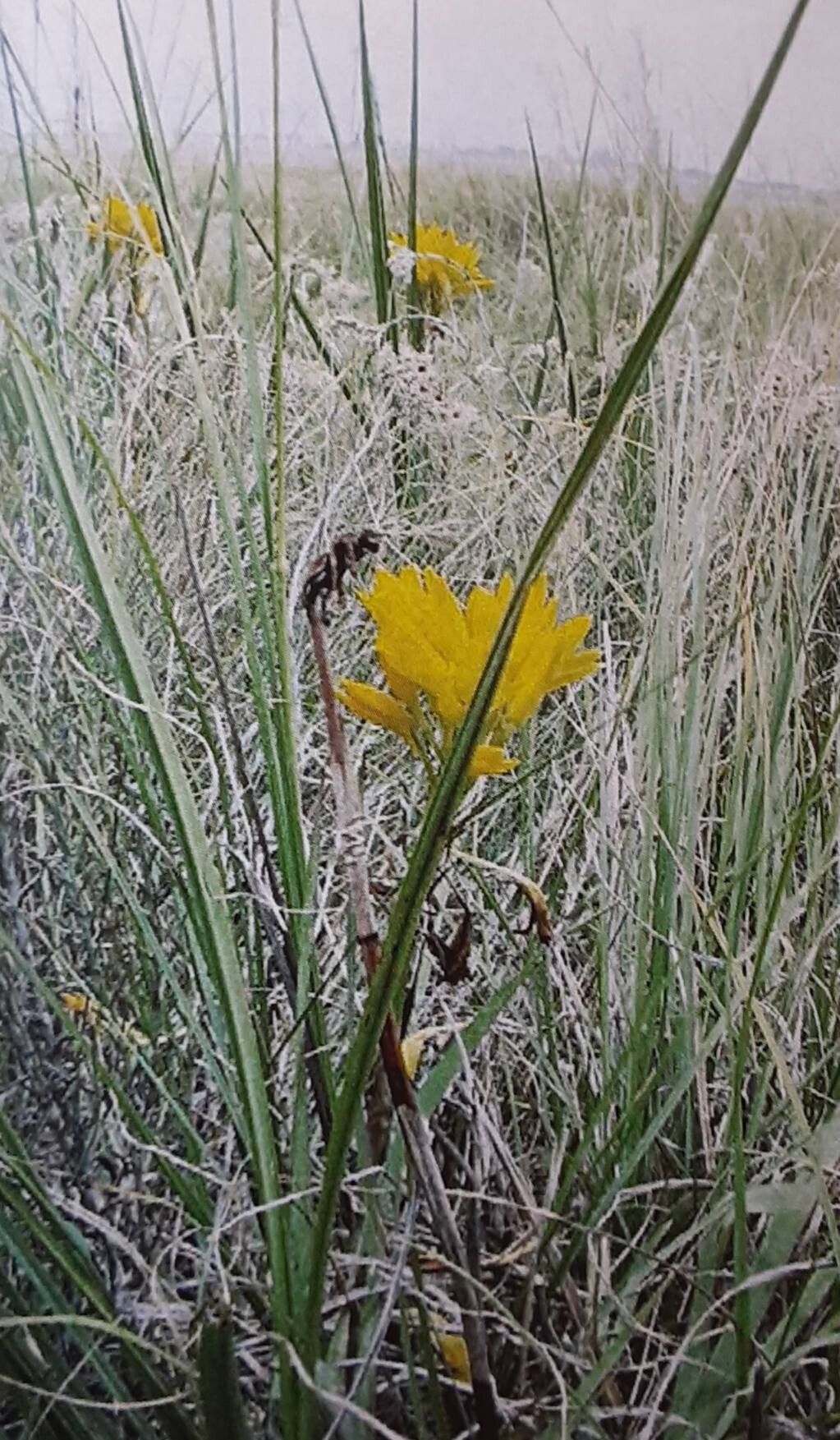Eulophia ensata habit