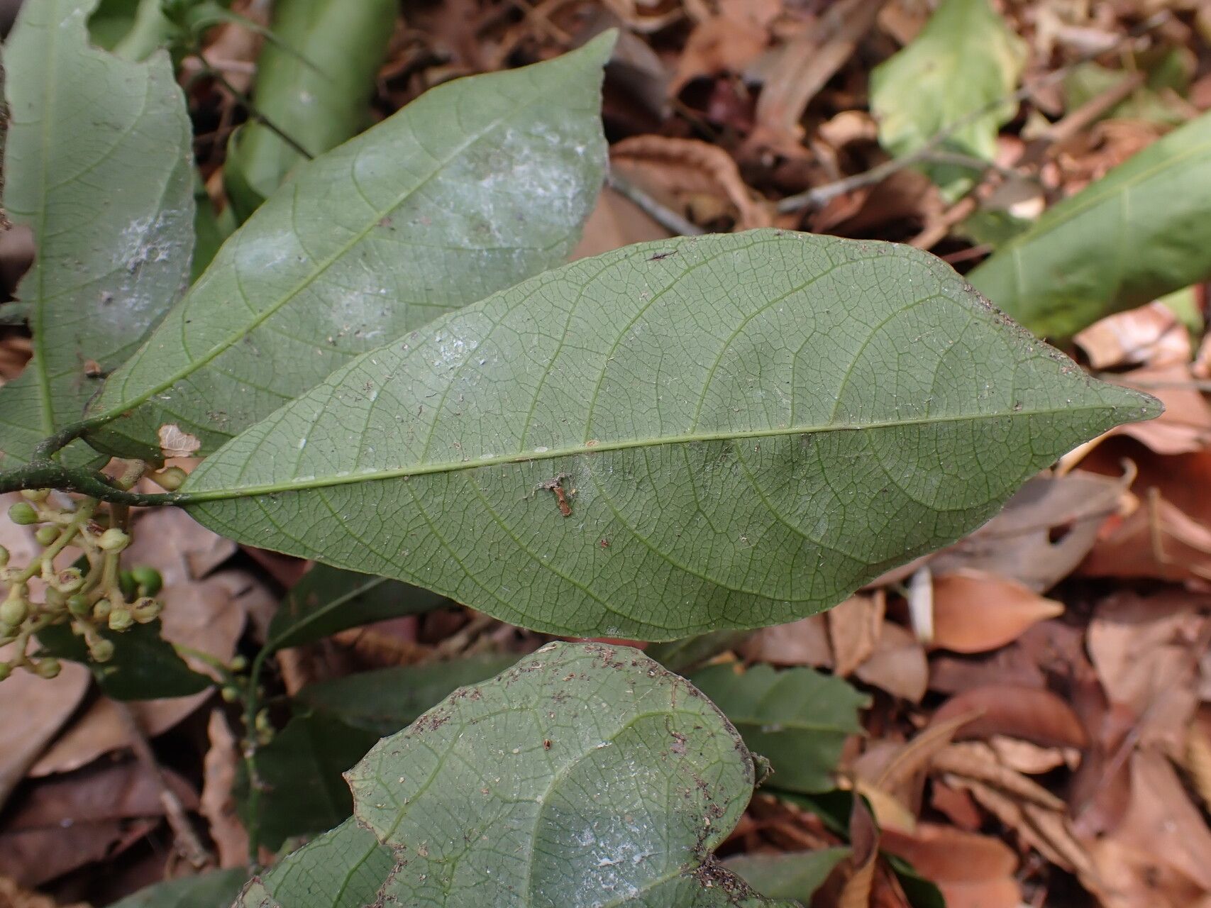 Rinorea batesii leaf